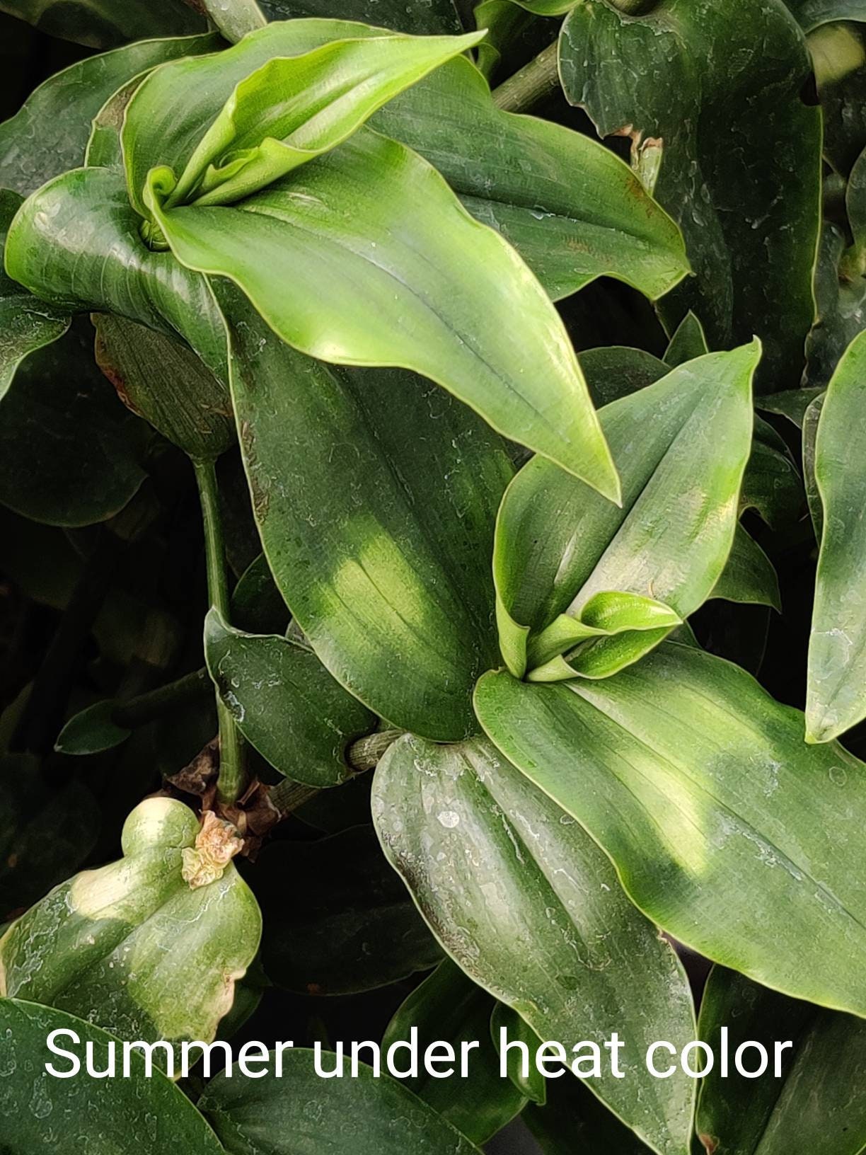 Cuttings Tradescantia Blushing Bride