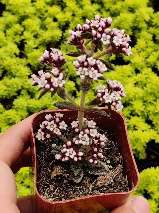 2"pot 4" pot Crassula Tiger Jade