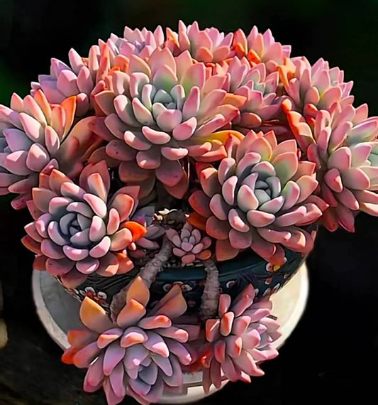 2” pot Graptoveria Opalina Succulent Plant