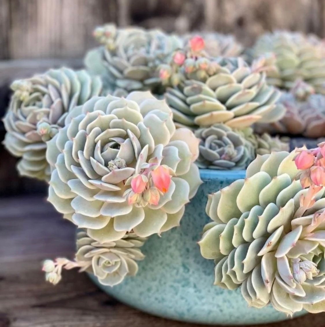 2" pot Succulent Plants Echeveria-Lola