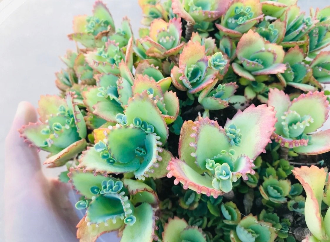 4”pot Kalanchoe Mother of Thousands