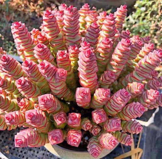 2"pot 4"pot Succulent Plants  Crassula  Jade Necklace  Vine Rosary