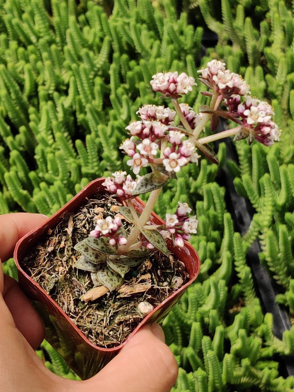 2"pot 4" pot Crassula Tiger Jade