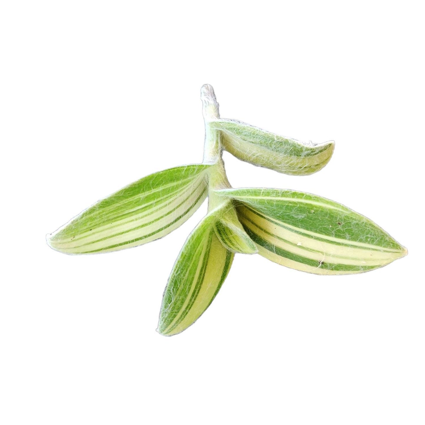 Rare cuttings Tradescantia  Sillamontana variegated-- no root cutting