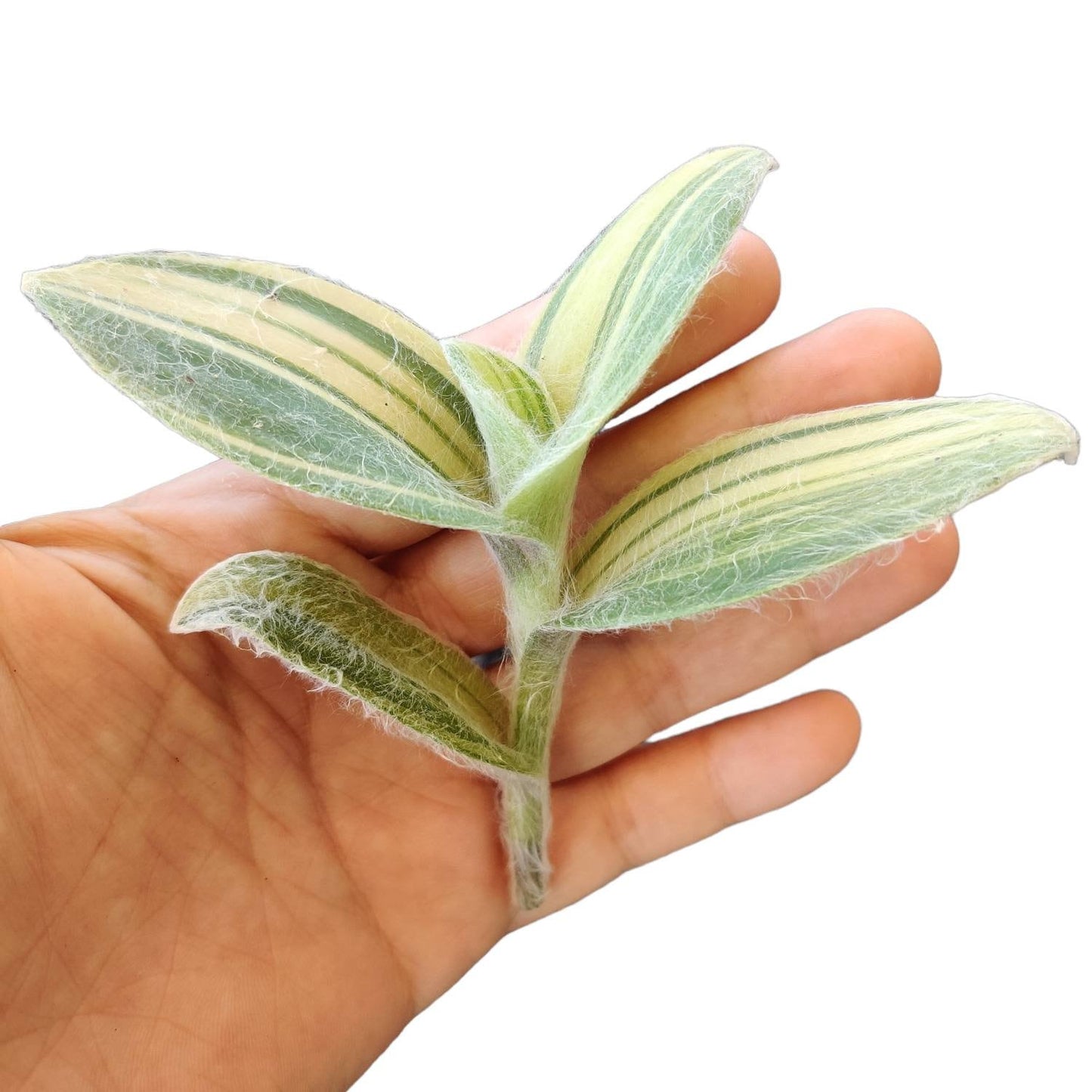 Rare cuttings Tradescantia  Sillamontana variegated-- no root cutting