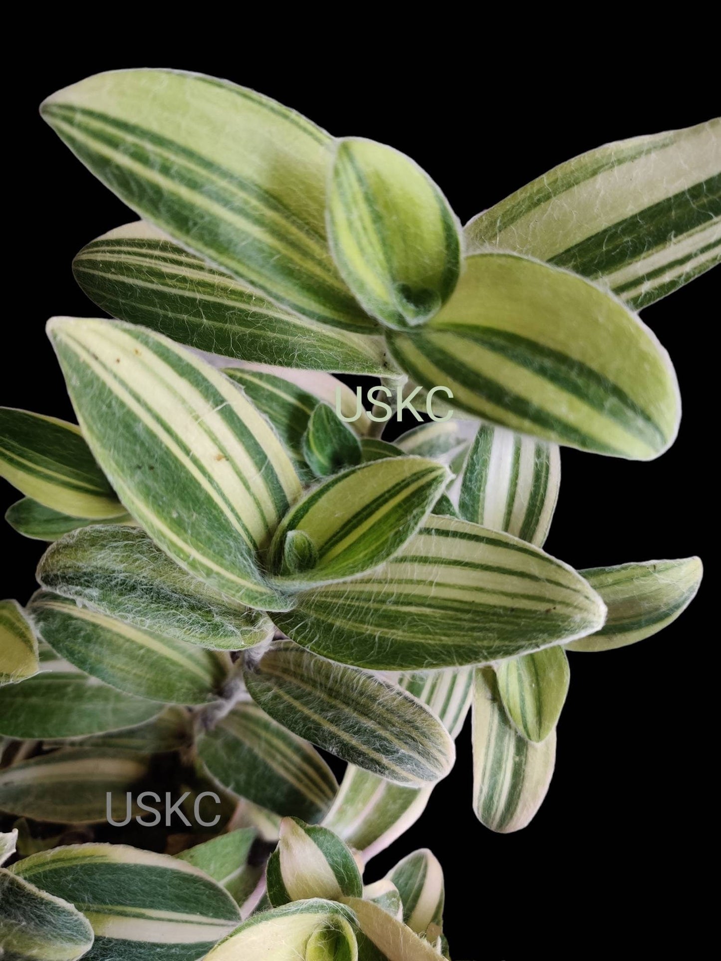 Rare cuttings Tradescantia  Sillamontana variegated-- no root cutting